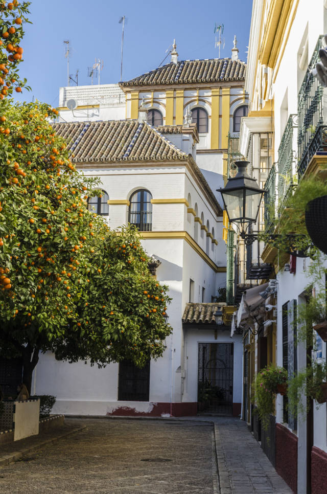 Sevilla 244 - plaza de Santa Cruz.jpg